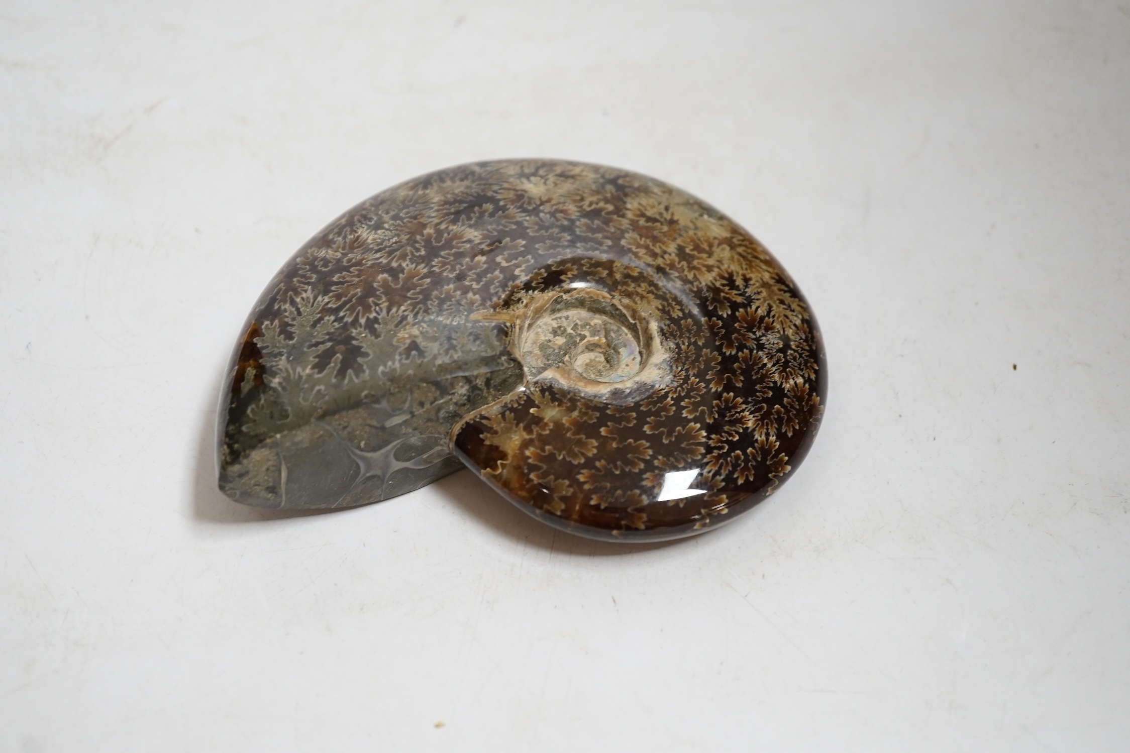 Three polished ammonite fossils, largest 14cm wide. Condition - fair to good
